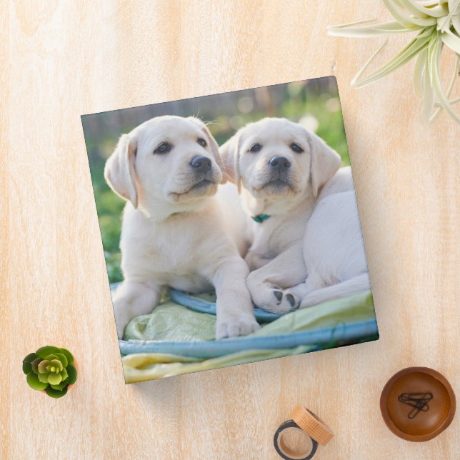 Cutest Baby Animals | Yellow Labrador Retrievers 3 Ring Binder (In Situ)