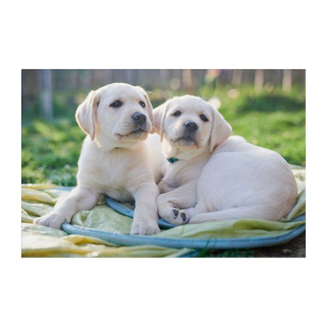 Cutest Baby Animals | Yellow Labrador Retrievers Acrylic Print (Front)