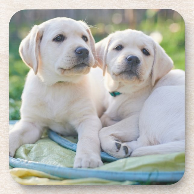 Cutest Baby Animals | Yellow Labrador Retrievers Beverage Coaster (Front)