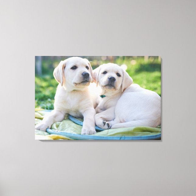 Cutest Baby Animals | Yellow Labrador Retrievers Canvas Print (Front)