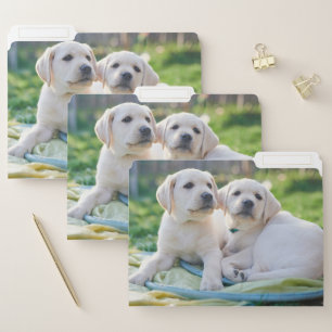 Cutest Baby Animals   Yellow Labrador Retrievers File Folder