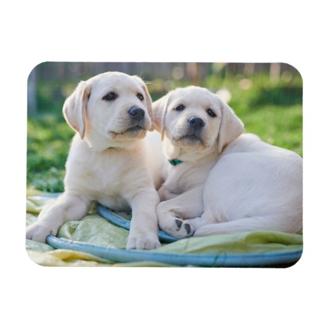 Cutest Baby Animals | Yellow Labrador Retrievers Magnet (Horizontal)