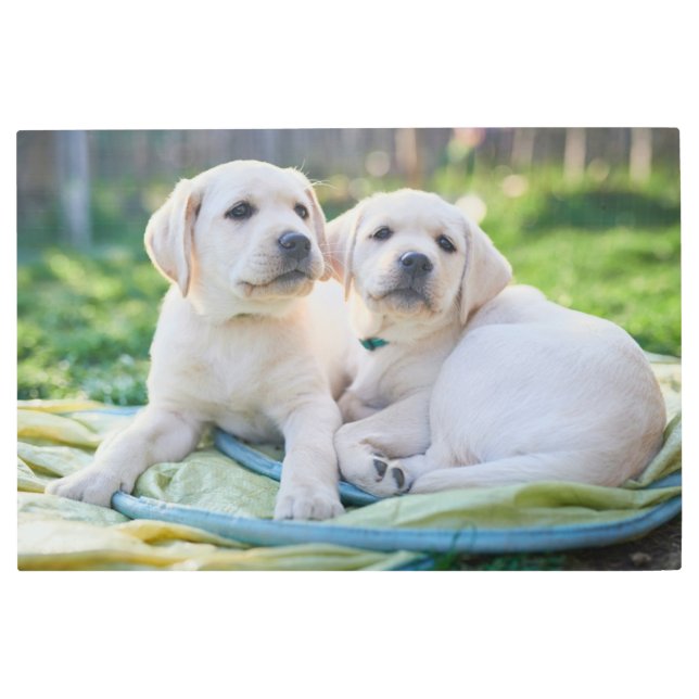 Cutest Baby Animals | Yellow Labrador Retrievers Metal Print (Front)
