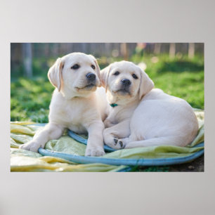 Cutest Baby Animals   Yellow Labrador Retrievers Poster