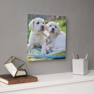 Cutest Baby Animals Yellow Labrador Retrievers Square Wall Clock