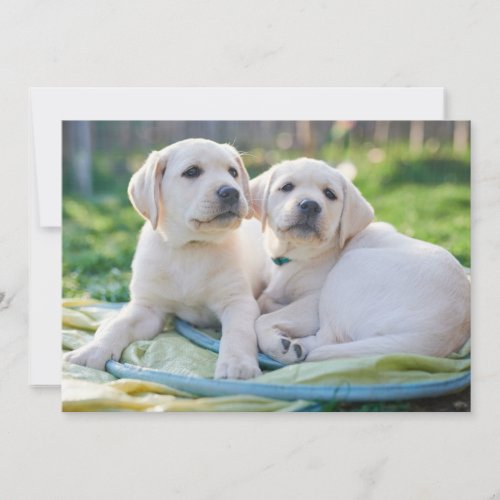 Cutest Baby Animals  Yellow Labrador Retrievers Thank You Card