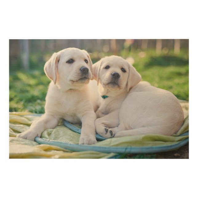 Cutest Baby Animals | Yellow Labrador Retrievers Wood Wall Art (Front)