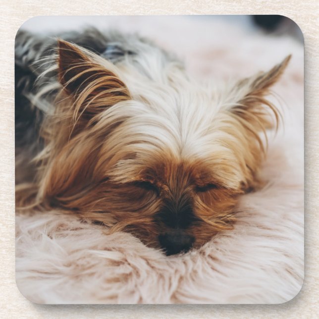 Cutest Baby Animals | Yorkshire Terrier Beverage Coaster (Front)