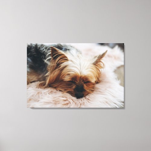 Cutest Baby Animals  Yorkshire Terrier Canvas Print