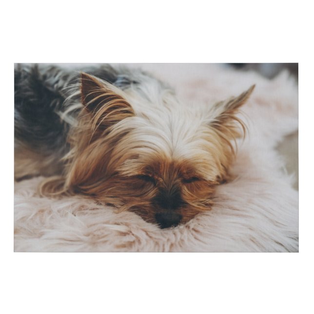 Cutest Baby Animals | Yorkshire Terrier Faux Canvas Print (Front)