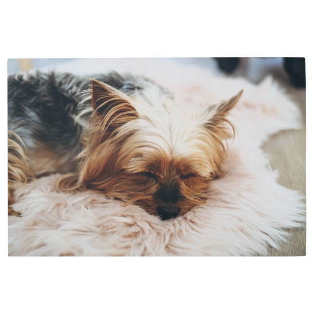 Cutest Baby Animals | Yorkshire Terrier Metal Print (Front)