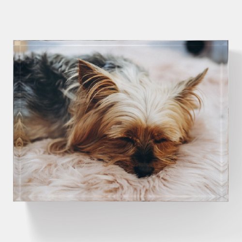 Cutest Baby Animals  Yorkshire Terrier Paperweight