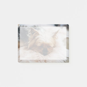Cutest Baby Animals Yorkshire Terrier Post-it Notes