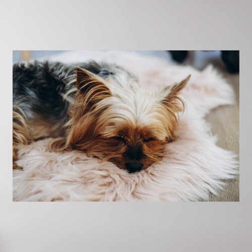 Cutest Baby Animals  Yorkshire Terrier Poster