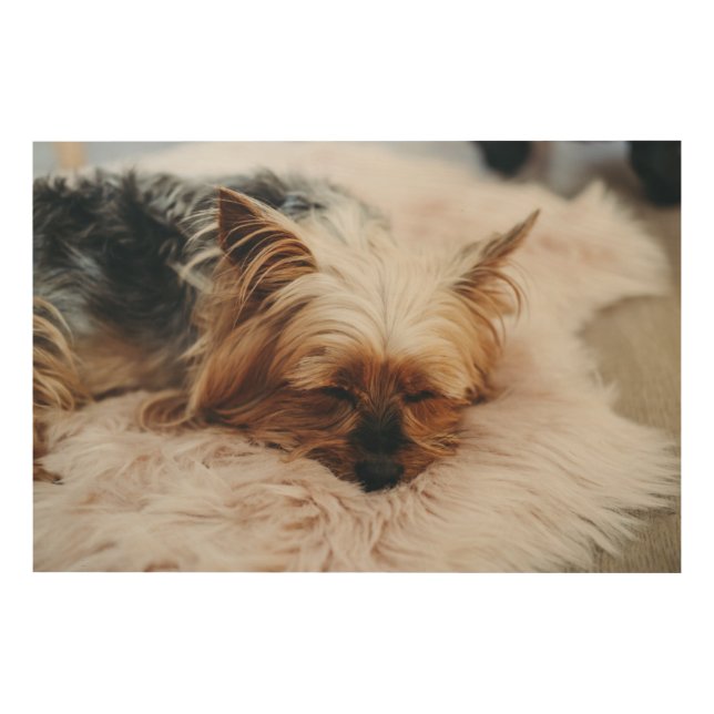 Cutest Baby Animals | Yorkshire Terrier Wood Wall Art (Front)