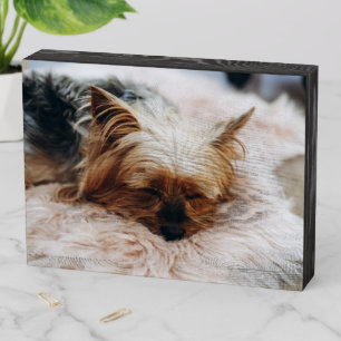 Cutest Baby Animals   Yorkshire Terrier Wooden Box Sign