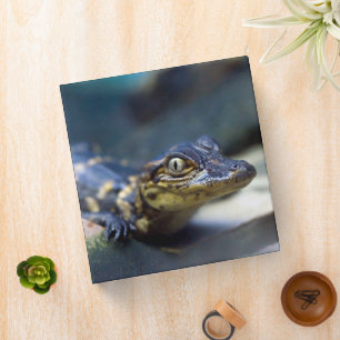 Cutest Baby Animals Young Alligator 3 Ring Binder