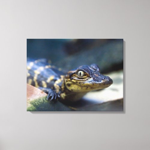 Cutest Baby Animals  Young Alligator Canvas Print