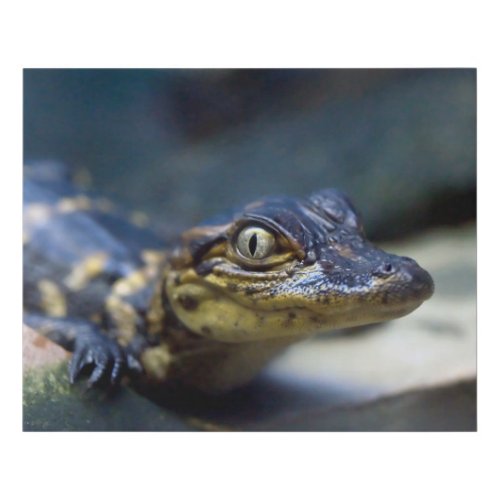 Cutest Baby Animals  Young Alligator Faux Canvas Print