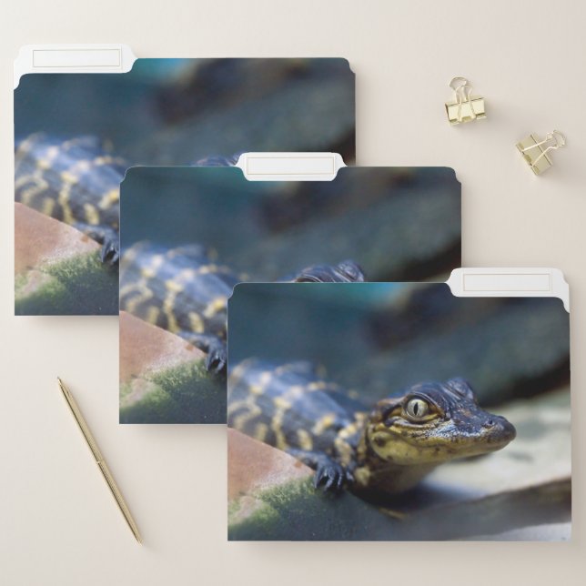 Cutest Baby Animals | Young Alligator File Folder (Set)