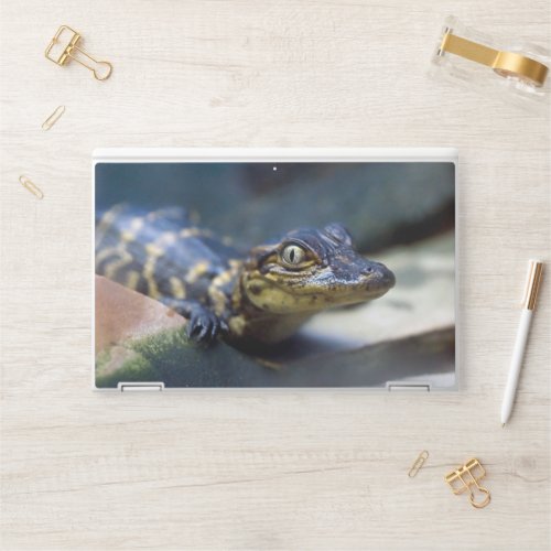 Cutest Baby Animals  Young Alligator HP Laptop Skin