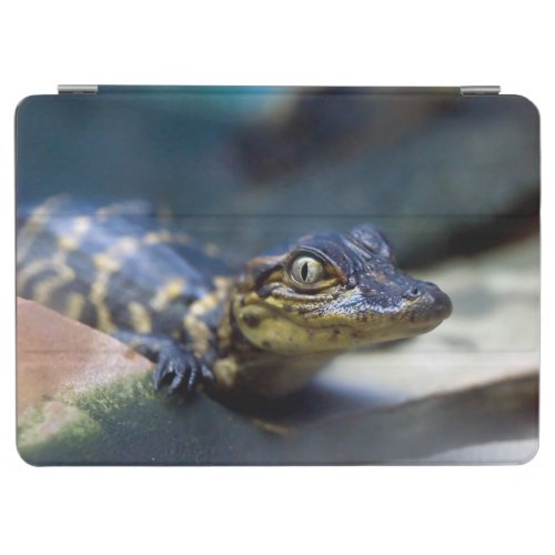 Cutest Baby Animals  Young Alligator iPad Air Cover