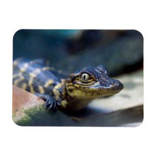 Cutest Baby Animals   Young Alligator Magnet