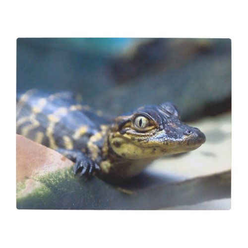 Cutest Baby Animals  Young Alligator Metal Print