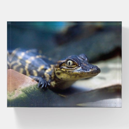 Cutest Baby Animals  Young Alligator Paperweight