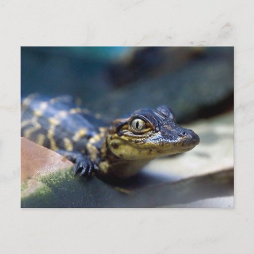 Cutest Baby Animals  Young Alligator Postcard