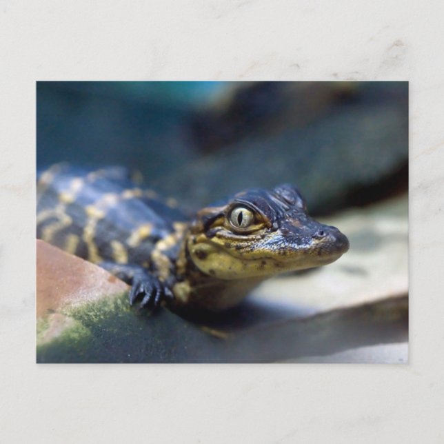 Cutest Baby Animals | Young Alligator Postcard (Front)