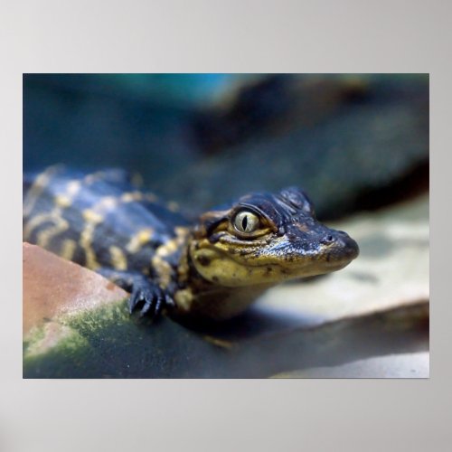 Cutest Baby Animals  Young Alligator Poster
