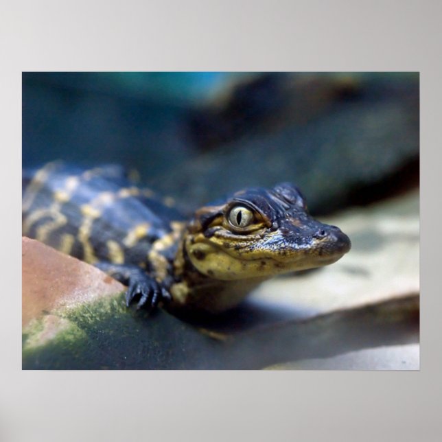 Cutest Baby Animals | Young Alligator Poster (Front)