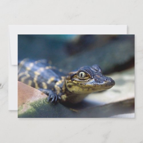 Cutest Baby Animals  Young Alligator Thank You Card