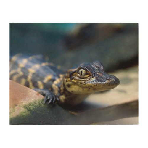 Cutest Baby Animals  Young Alligator Wood Wall Art