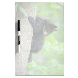 Cutest Baby Animals   Young Black Bear Cub Dry Erase Board