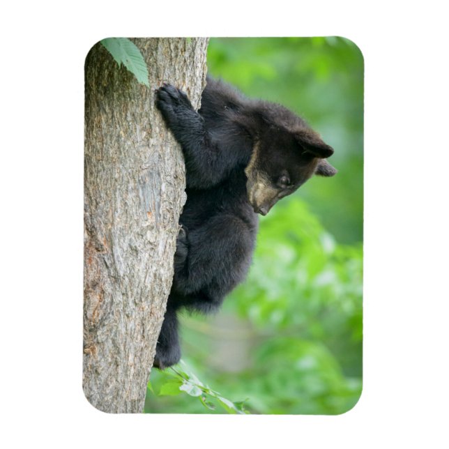 Cutest Baby Animals | Young Black Bear Cub Magnet (Vertical)