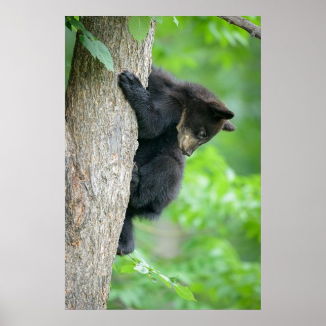 Cutest Baby Animals | Young Black Bear Cub Poster (Front)