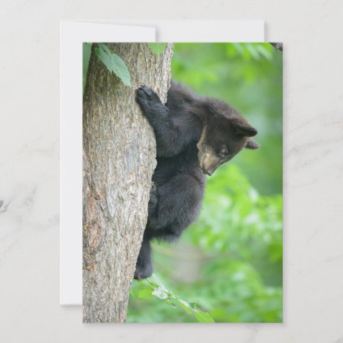 Cutest Baby Animals  Young Black Bear Cub Thank You Card