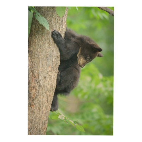 Cutest Baby Animals  Young Black Bear Cub Wood Wall Art