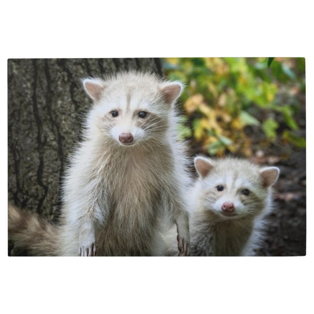 Cutest Baby Animals | Young Blonde Raccoons Metal Print (Front)