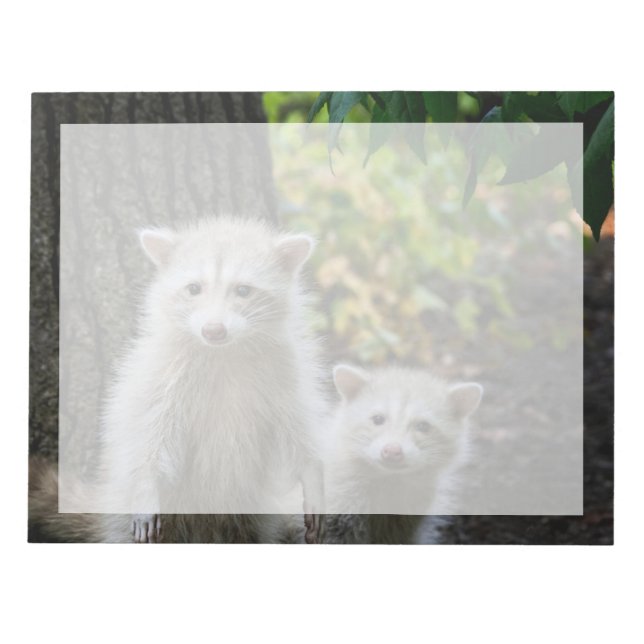 Cutest Baby Animals | Young Blonde Raccoons Notepad (Front)