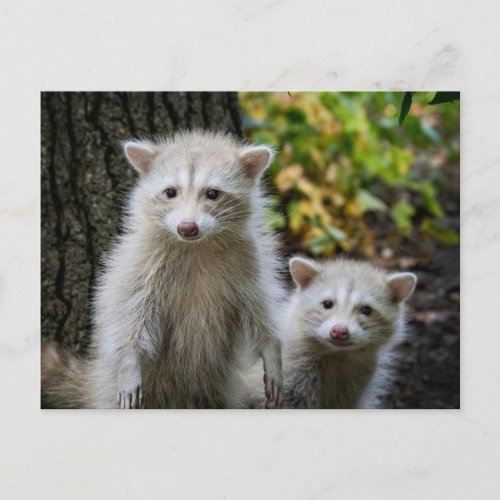 Cutest Baby Animals  Young Blonde Raccoons Postcard