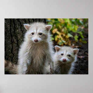 Cutest Baby Animals Young Blonde Raccoons Poster