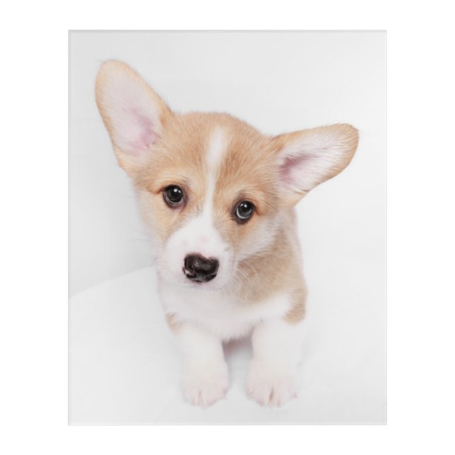 Cutest Baby Animals | Young Corgi Puppy Acrylic Print (Front)