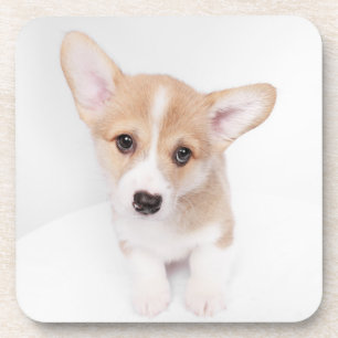 Cutest Baby Animals Young Corgi Puppy Beverage Coaster