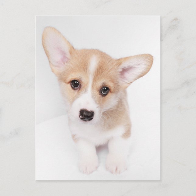 Cutest Baby Animals | Young Corgi Puppy Postcard (Front)