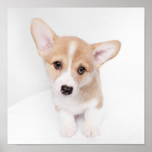 Cutest Baby Animals Young Corgi Puppy Poster