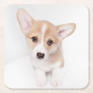 Cutest Baby Animals   Young Corgi Puppy Square Paper Coaster