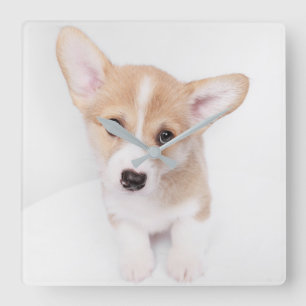 Cutest Baby Animals Young Corgi Puppy Square Wall Clock